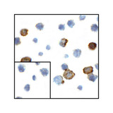 ProSci RF16042 CD80 Antibody