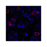 ProSci RF16042 CD80 Antibody