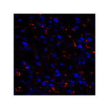 ProSci RF16042 CD80 Antibody