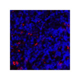 ProSci RF16042 CD80 Antibody
