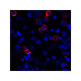 ProSci RF16044 CD80 Antibody