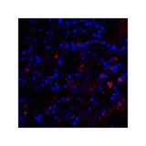 ProSci RF16044 CD80 Antibody