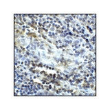 ProSci RF16044 CD80 Antibody