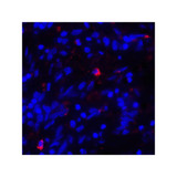 ProSci RF16043 CD80 Antibody