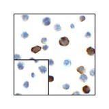 ProSci RF16046 CD80 Antibody