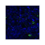 ProSci RF16064 LIGHT Antibody