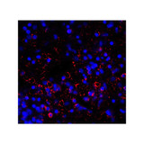 ProSci RF16082 LAG3 Antibody