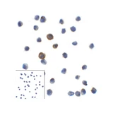ProSci RF16084 LAG3 Antibody