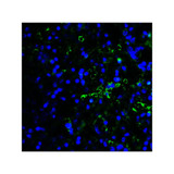 ProSci RF16086 LAG3 Antibody