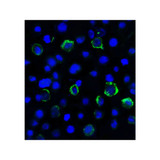 ProSci RF16087 LAG3 Antibody
