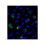 ProSci RF16089 LAG3 Antibody