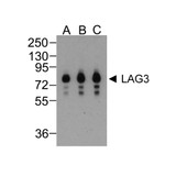 ProSci RF16089 LAG3 Antibody