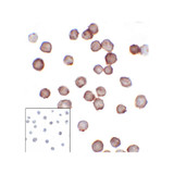 ProSci RF16092 B7H3 Antibody