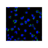 ProSci RF16092 B7H3 Antibody