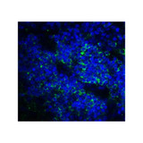 ProSci RF16093 B7H3 Antibody