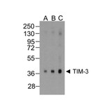 ProSci RF16106 TIM3 Antibody