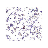 ProSci SD8641 PD-L1 Single Domain Antibody