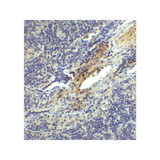 ProSci SD8837 LAG-3 Single Domain Antibody