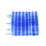 (GS1-185) Mouse Normal Tissue Blot I ProSci One blot/Unit