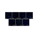(GS1-6987) PD1 Detection Set (Risk Free) ProSci 1 Set/Unit