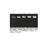 Zymo Research D2002 Zymo Research D2002 YeaStar Genomic DNA Kit, Zymo Research Kit, 40 Preps/Unit, Zymo Research Kit, 40 Preps/Unit Secondary Image
