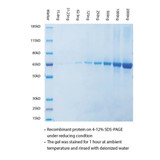 (97-101) ProSignal Instant Blue Protein Protein Stain 1L/Unit