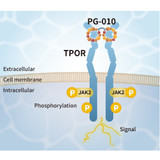 (25-341) TPO alternative peptide TPOR agonist 10 µg/Unit