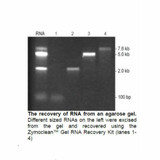 (11-351) Zymoclean Gel RNA Recovery Kit Zymo Research 50 Preps/Unit