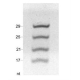 Zymo Research R1090 Zymo Research R1090 ZR small-RNA Ladder, Zymo Research, 10 µg/Unit, Zymo Research, 10 µg/Unit Secondary Image