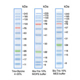 (83-650) Full-Range Prestained Protein 3 Color, 10 to 245 kDa 500ul/Unit