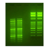 (20-278) Apex Safe DNA Gel Stain 20,000x, In Water 1.0ml/Unit
