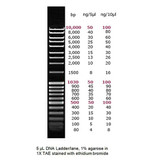 Apex Quantitative DNA Ladders (I, II, III)