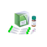 BL21(DE3) Competent Cells