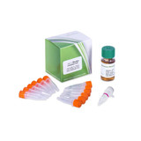 AGL1 Agrobacterium Competent Cells