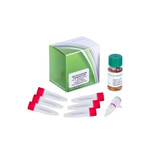 EHA105 Agrobacterium Competent Cells