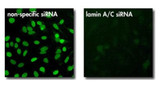 jetPRIME® DNA and siRNA Transfection Reagent