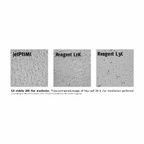 jetPRIME® DNA and siRNA Transfection Reagent jetPRIME® DNA and siRNA Transfection Reagent