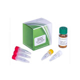 ig-Fusion™ Cloning Kit ig-Fusion™ Cloning Kit