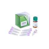 SS320 Phage Display Electrocompetent Cells 