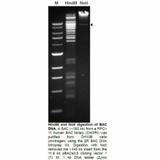 ZR BAC DNA Miniprep Kits ZR BAC DNA Miniprep Kits