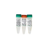 5-hmC Glucosyltransferase 5-hmC Glucosyltransferase