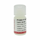 rProtein A Agarose Max Flow Highly Cross-linked Beads, 4%