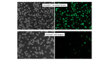FectoPRO® DNA Transfection Reagent FectoPRO® DNA Transfection Reagent