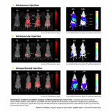 in vivo-jetRNA®+ Transfection Reagent in vivo-jetRNA®+ Transfection Reagent