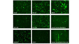 jetOPTIMUS® DNA Transfection Reagent jetOPTIMUS® DNA Transfection Reagent