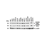 ProSci 1012 CXCR4 Antibody