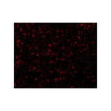 ProSci 1105 CCR3 Antibody