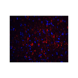 ProSci 1133 GFR alpha 1 Antibody