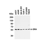 ProSci 1139 DR4 Antibody