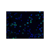 ProSci 1141 DFF45 Antibody